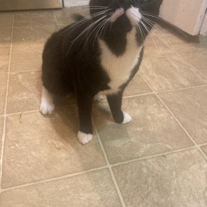 Lost Cat Tuxedo