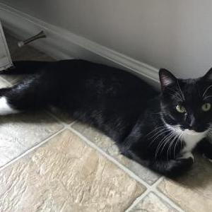 Lost Cat Delilah