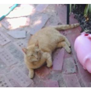 Image of Spunkers, Lost Cat