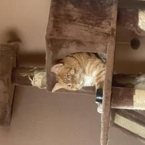 Image of Boots, Lost Cat