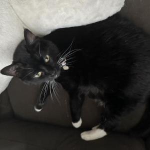 Image of Shadow, Lost Cat