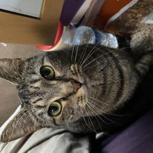 Lost Cat Gabby