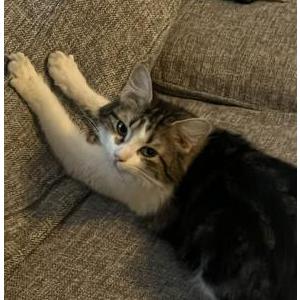 Lost Cat Bubbles