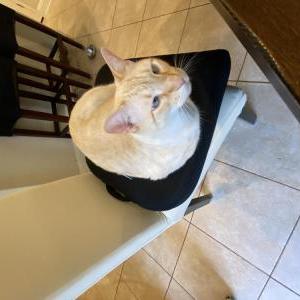 Image of Jax, Lost Cat