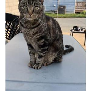 Image of Unknown, Found Cat