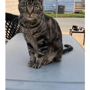 Found Cat Unknown