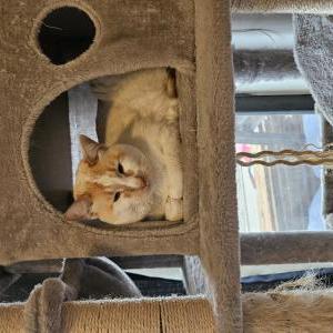 Lost Cat Meko