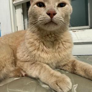 Lost Cat unknown