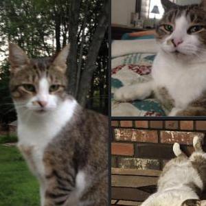 Lost Cat Kiki