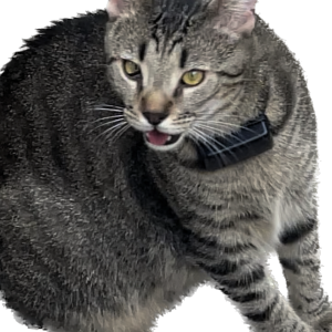 Image of Jamal, Lost Cat