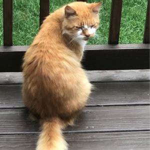 Image of Tiger, Lost Cat
