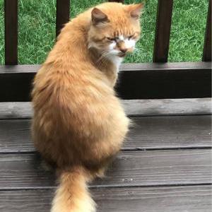 Lost Cat Tiger