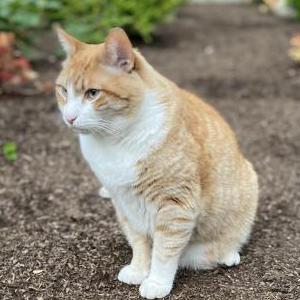 Image of Steve, Lost Cat