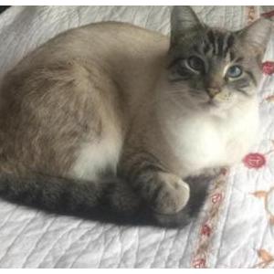 Lost Cat Clyde