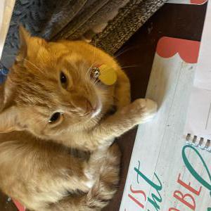 Lost Cat Fetus