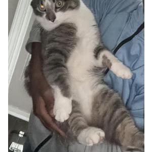 Lost Cat Wolfie