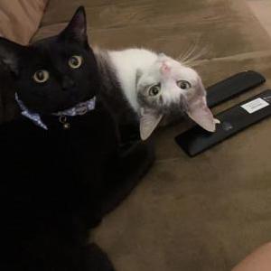 Lost Cat Quija