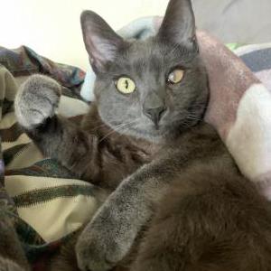 Lost Cat Charlie
