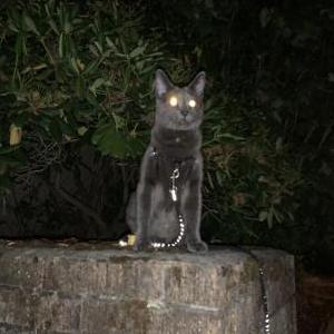 2nd Image of Charlie, Lost Cat