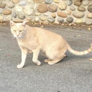 Image of Bean, Lost Cat