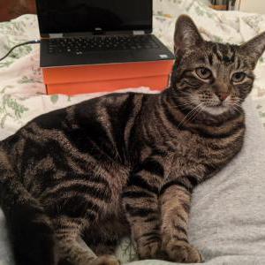 Image of Sassy, Lost Cat