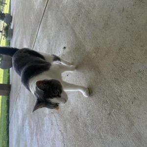 Image of Zora, Lost Cat