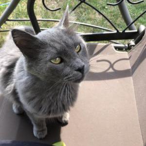 Lost Cat Blu