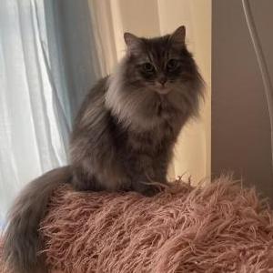 Lost Cat Fluffy