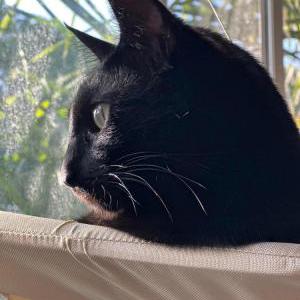 Image of Rainier, Lost Cat