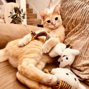 Image of Simba, Lost Cat
