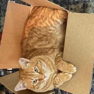 Image of Buddy, Lost Cat