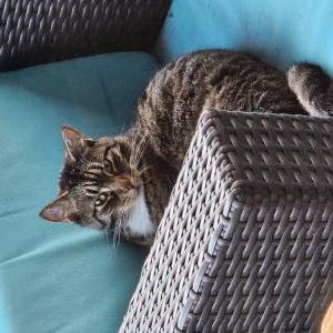 Found Cat Unknown - Cindy