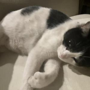Image of Hemmi, Lost Cat