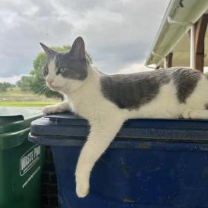 Image of Zora, Lost Cat