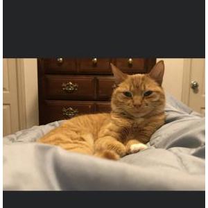 Lost Cat Ginger