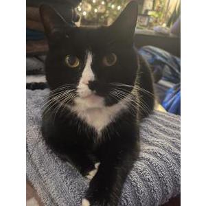 Lost Cat Penny