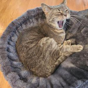 Image of Azure, Lost Cat