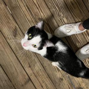 Image of Unkown, Found Cat