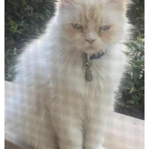 Lost Cat Coco