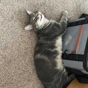 Lost Cat fatboy