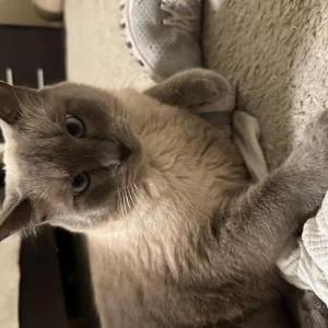 Image of Roosevelt, Lost Cat