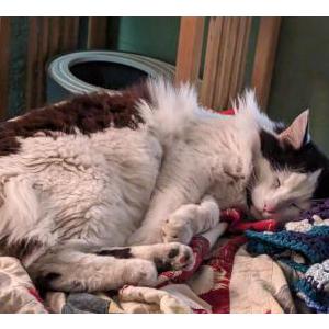 Lost Cat Wedge