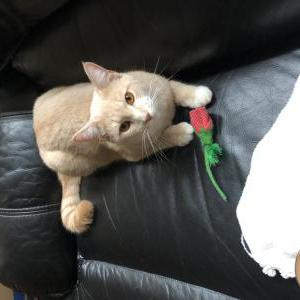 Lost Cat Peanut