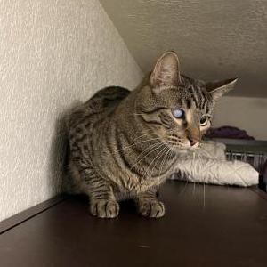 Lost Cat Orion