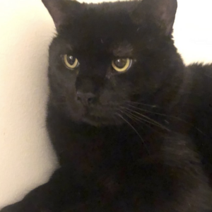 Lost Cat Mr. Schneebly
