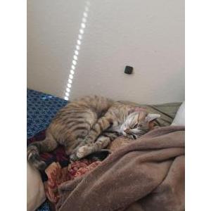 Image of Luna, Lost Cat