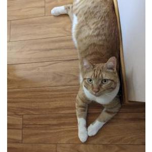 Lost Cat Oliver