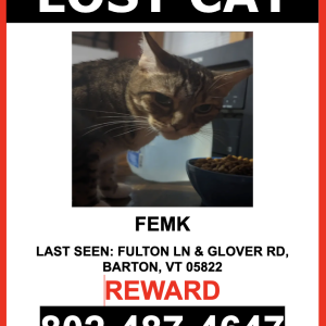 Image of Femk, Lost Cat