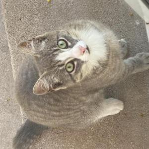 Image of Tiger, Lost Cat