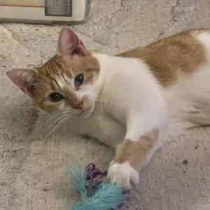Image of Miss Kitty, Lost Cat
